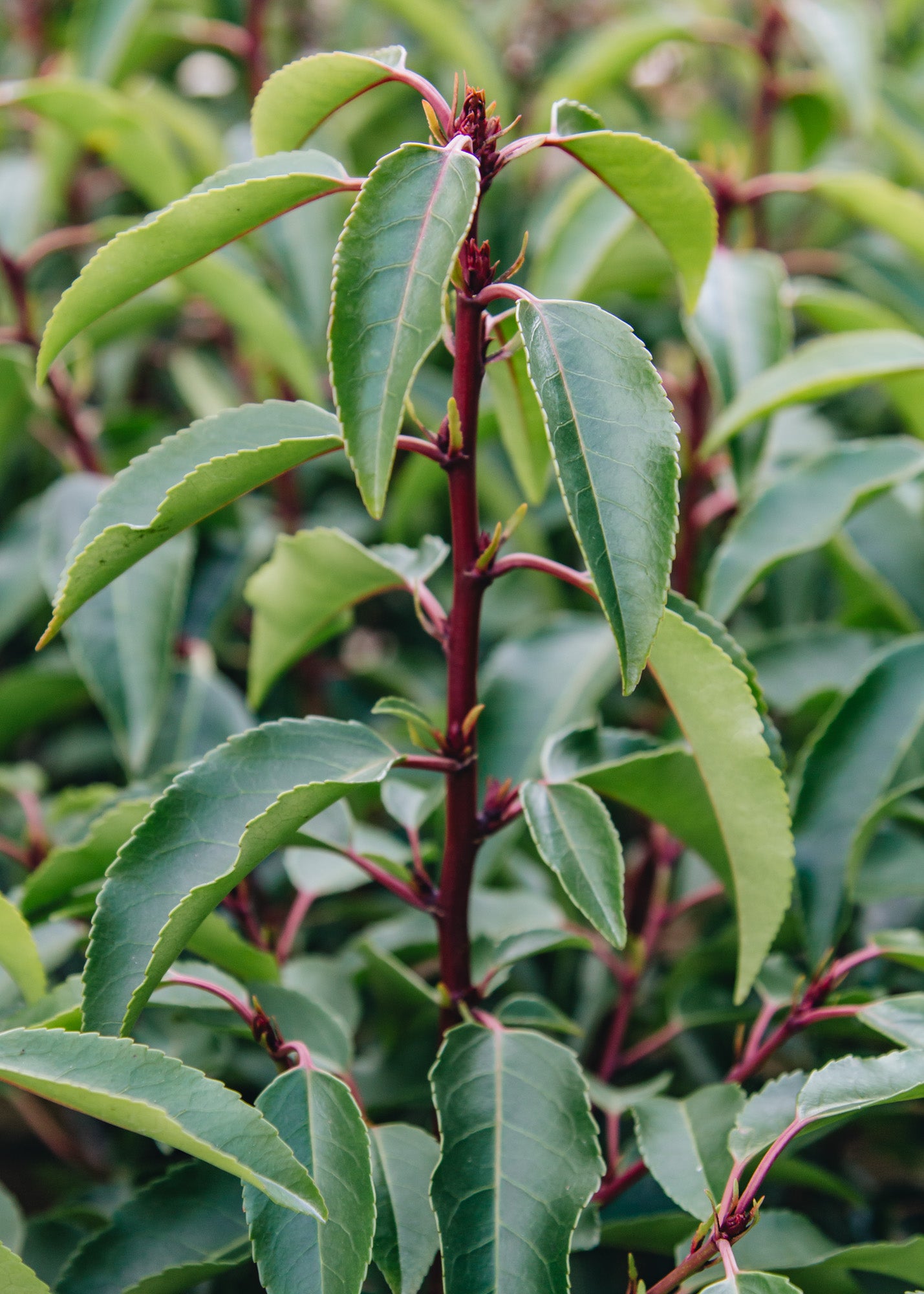 Chaenomeles Prunus lusitanica Myrtifolia, 3L