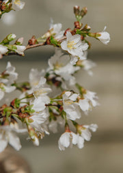 Prunus incisa Kojo-No-Mai 7.5L