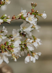 Cherry Prunus incisa Kojo-No-Mai 7.5L