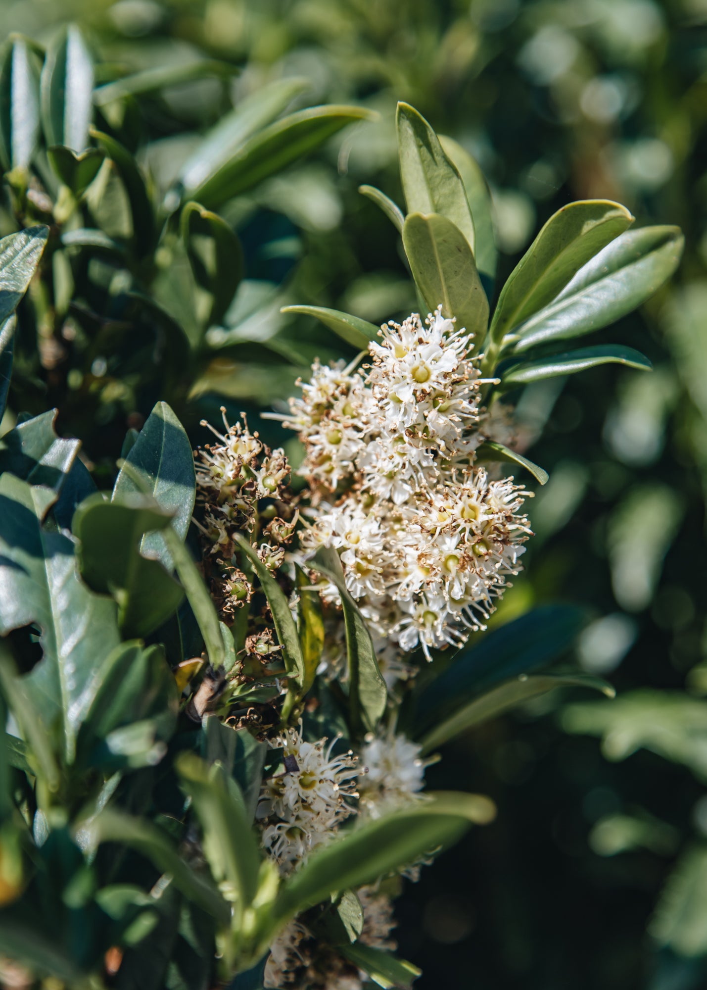 Bordallo Pinheiro Prunus laurocerasus, 3L