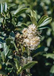 Bordallo Pinheiro Prunus laurocerasus, 3L