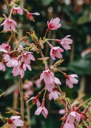 Prunus Prunus incisa paean Pink