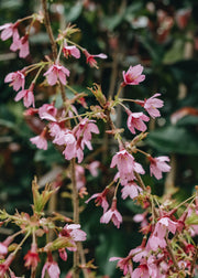 Prunus incisa paean Pink