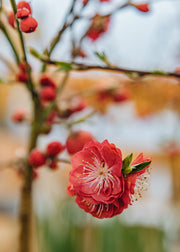 Clematis Prunus persica 'Melred', 4.5L