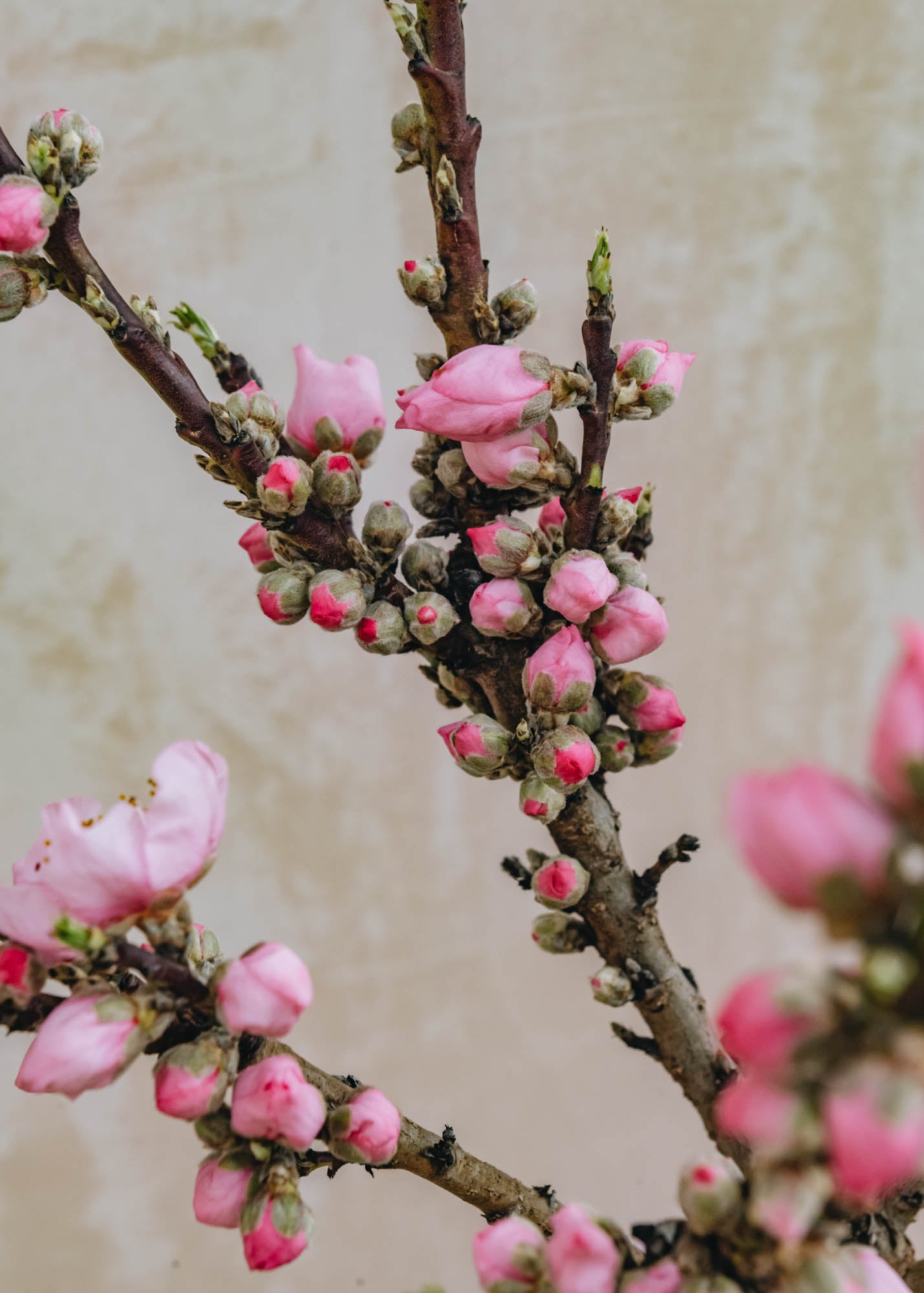 Prunus persica Nana Amber Mini Standard 10L