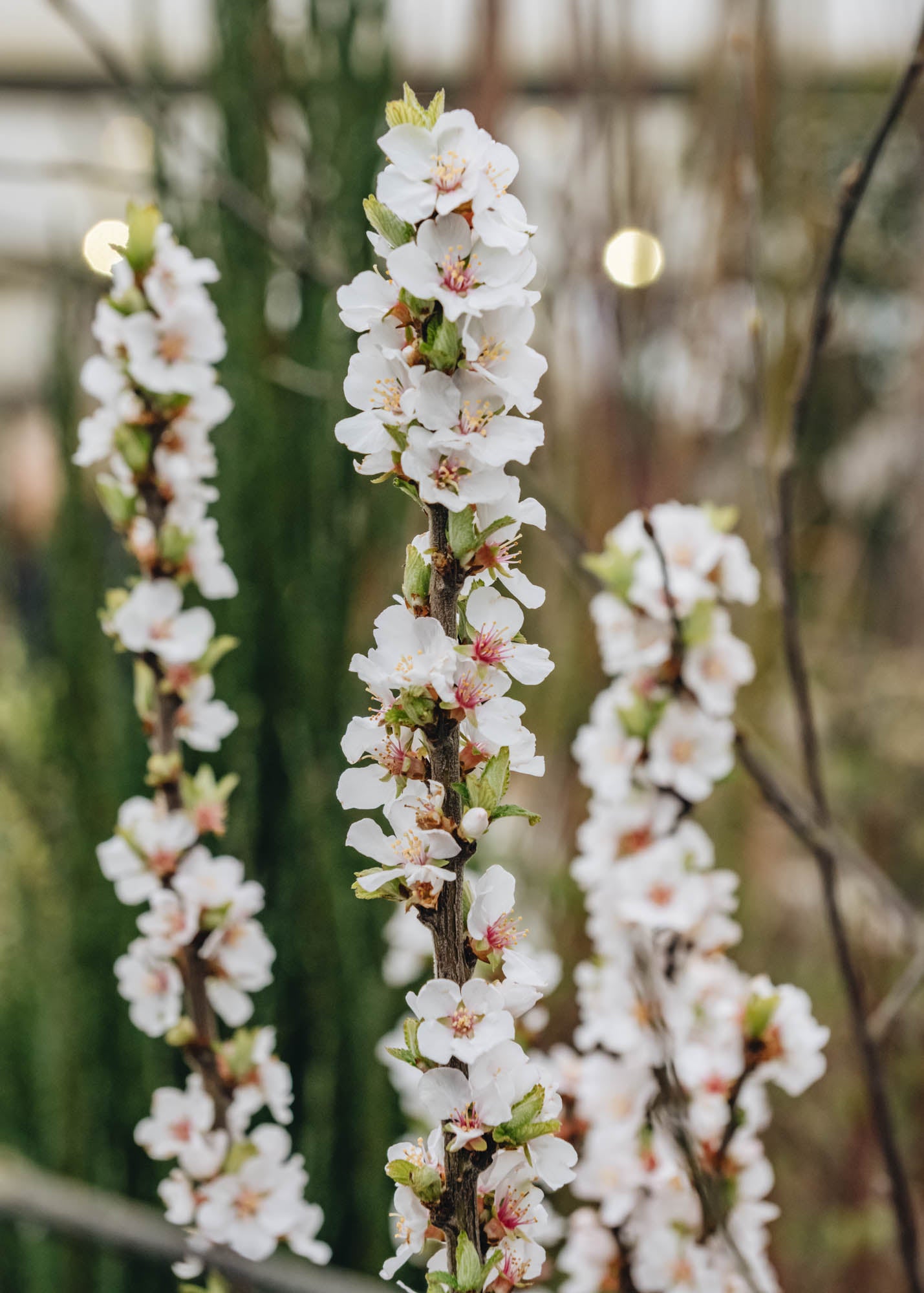 Prunus tomentosa