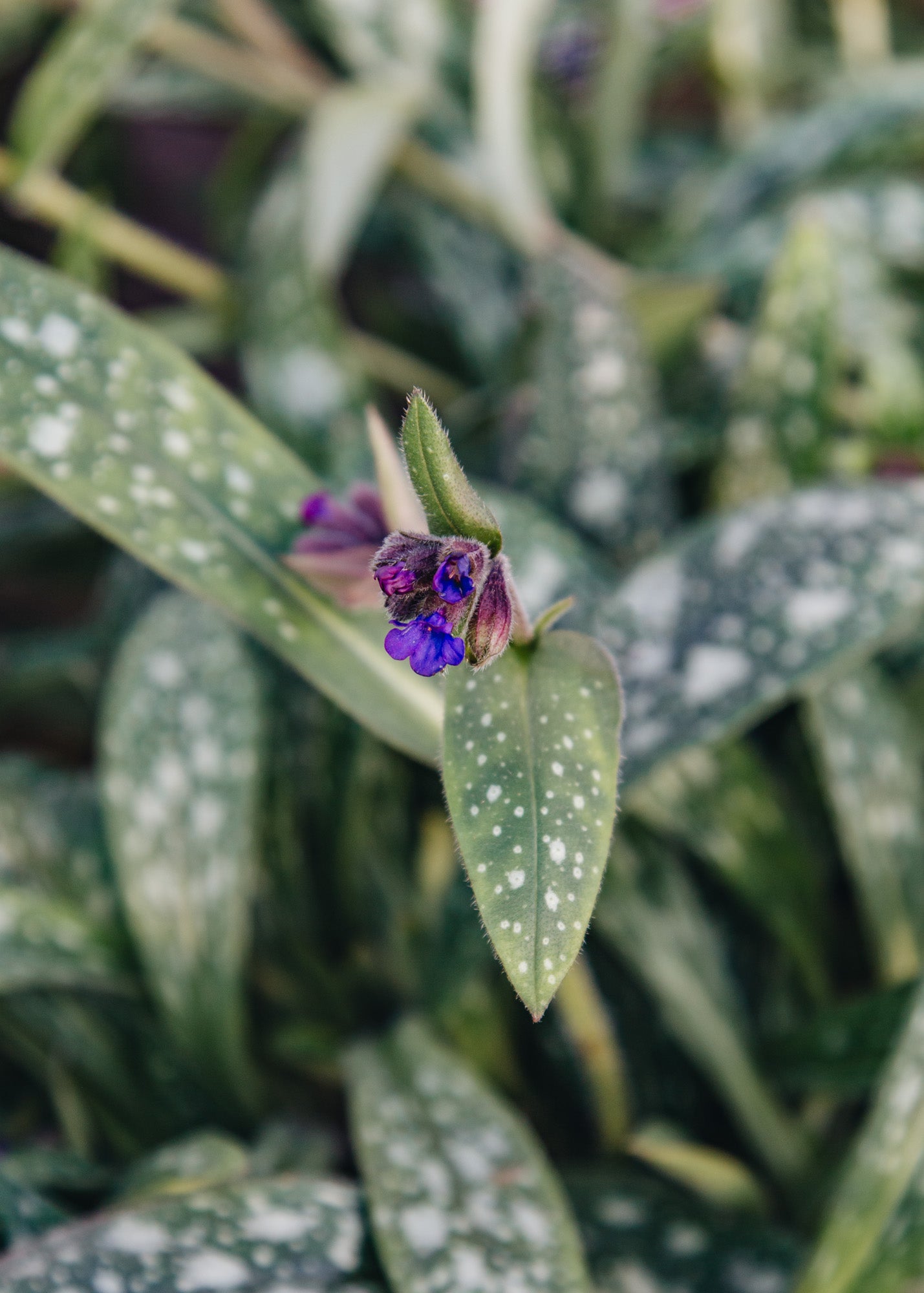Pulmonaria Pulmonaria Miss Elly, 2/3L