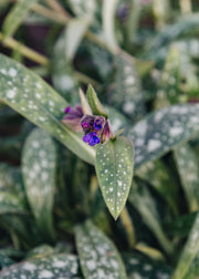 Pulmonaria Pulmonaria Miss Elly, 2/3L