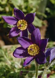 Hairy Pot Pulsatilla vulgaris 'Pinwheel Purple', 1L