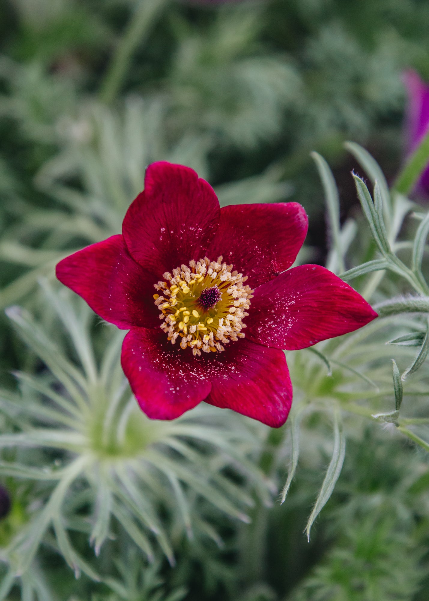 Echinacea Pulsatilla vulgaris Rote Glocke, 2/3L