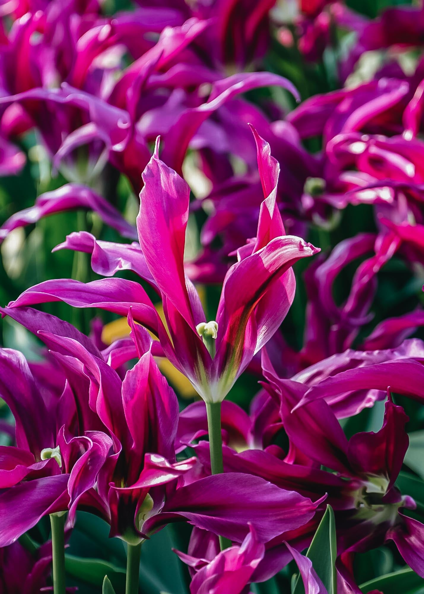 Tulipa Purple Doll Bulbs
