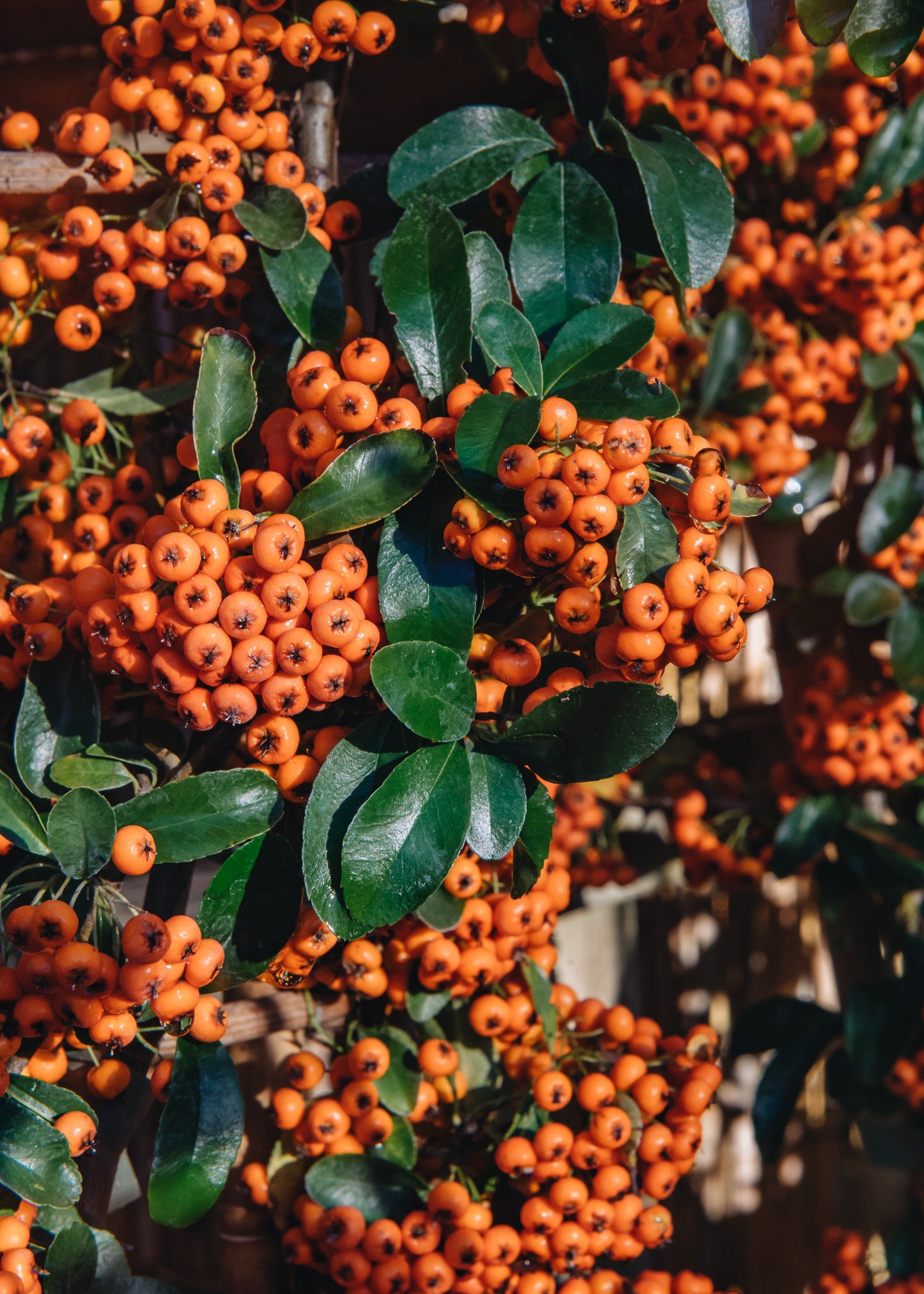 Convolvulus Pyracantha Orange Glow
