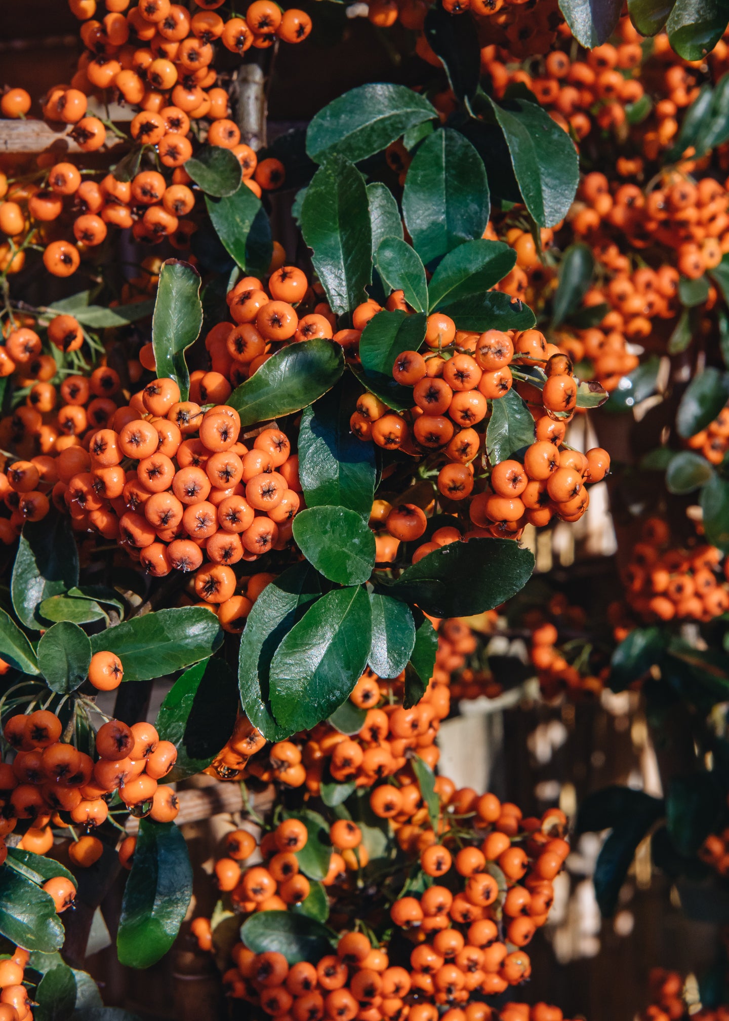 Pyracantha Orange Glow