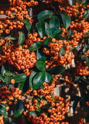Convolvulus Pyracantha Orange Glow