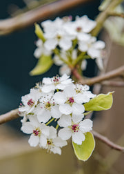 Pear Pyrus calleryana Chanticleer AGM, 12L