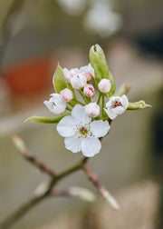 Pear Pyrus calleryana Chanticleer AGM, 12L