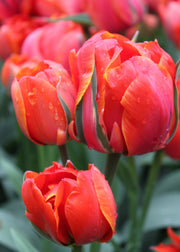 Taylors Bulbs Tulipa 'Queensday' Bulbs
