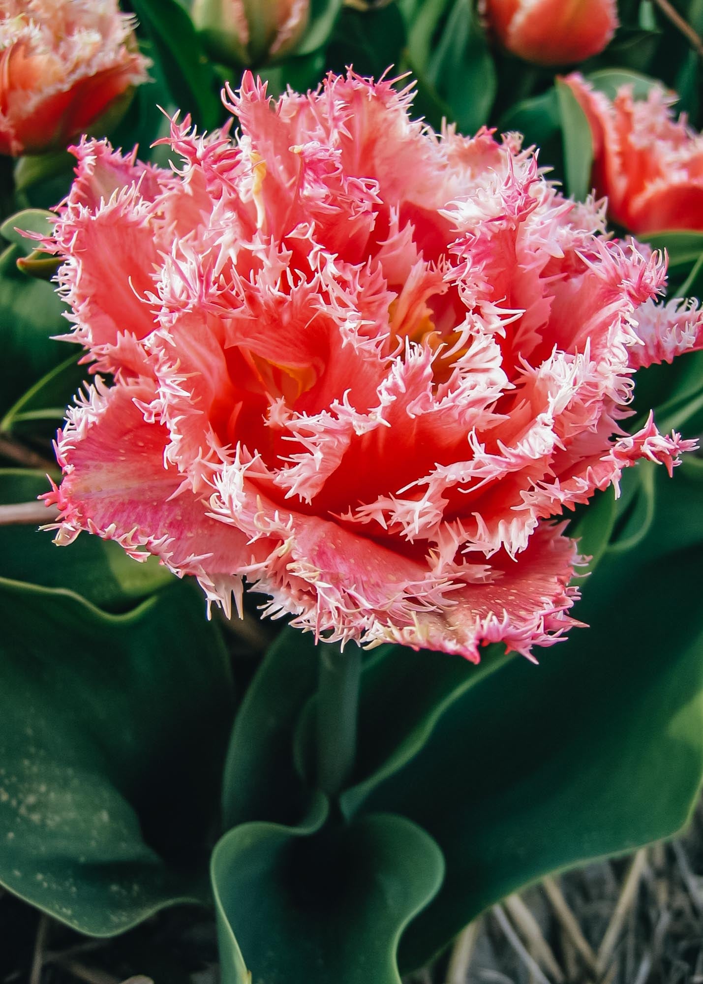 Tulipa Queensland Bulbs