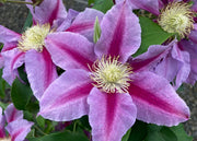 Clematis 'Queen’s Nurse’™, 3L
