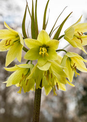 Taylors Bulbs Fritillaria 'Raddeana' Bulbs, pack of one
