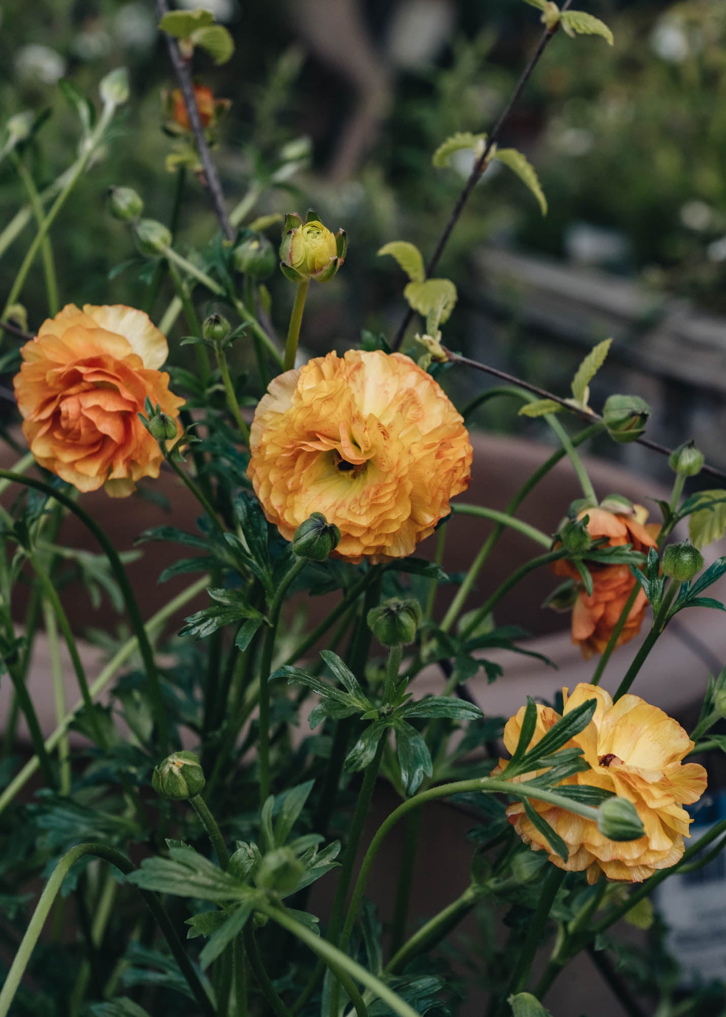 Laurus Nobilis Ranunculus Rococo Peach, 2L