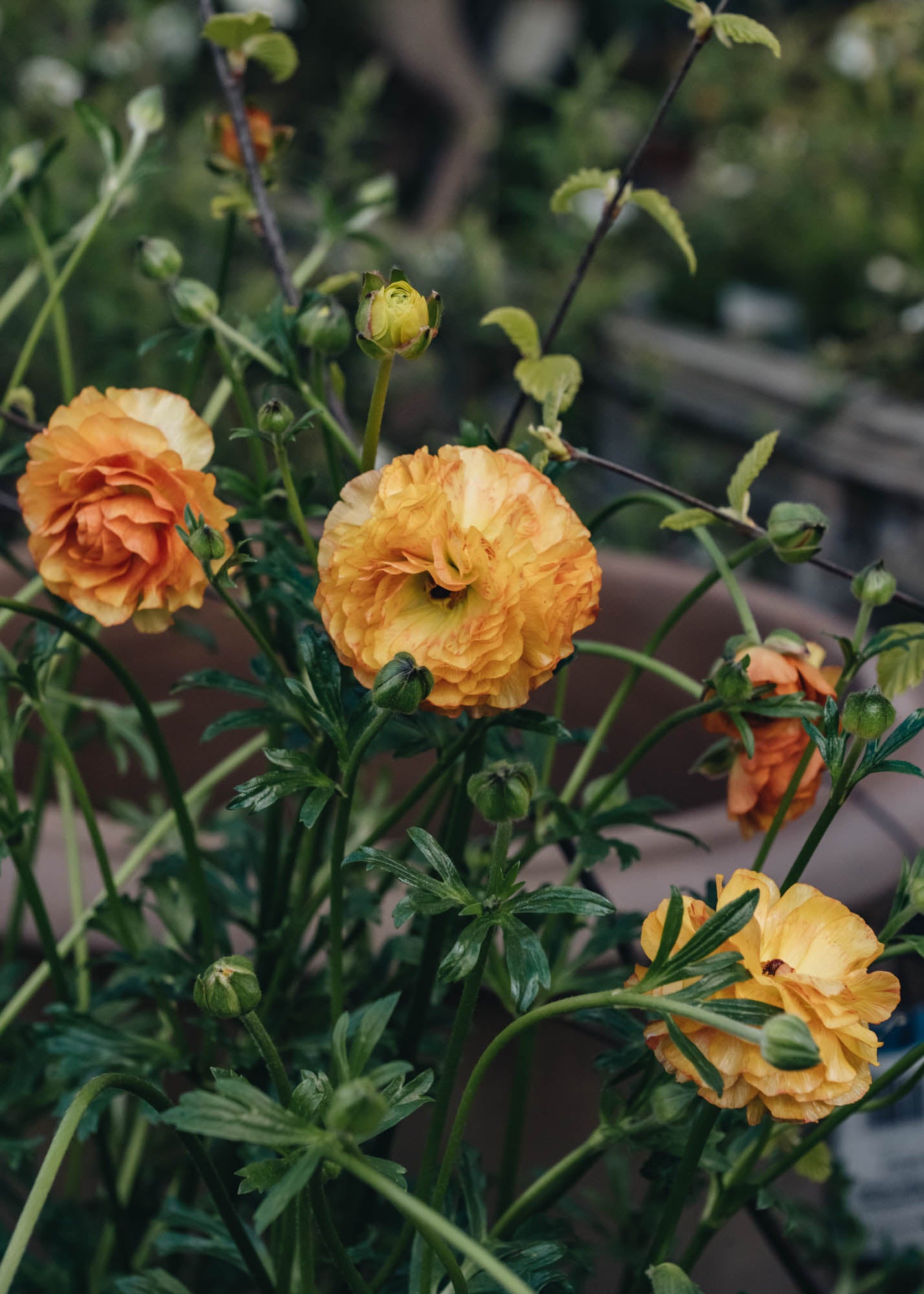 Ranunculus Rococo Peach