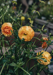 Laurus Nobilis Ranunculus Rococo Peach, 2L