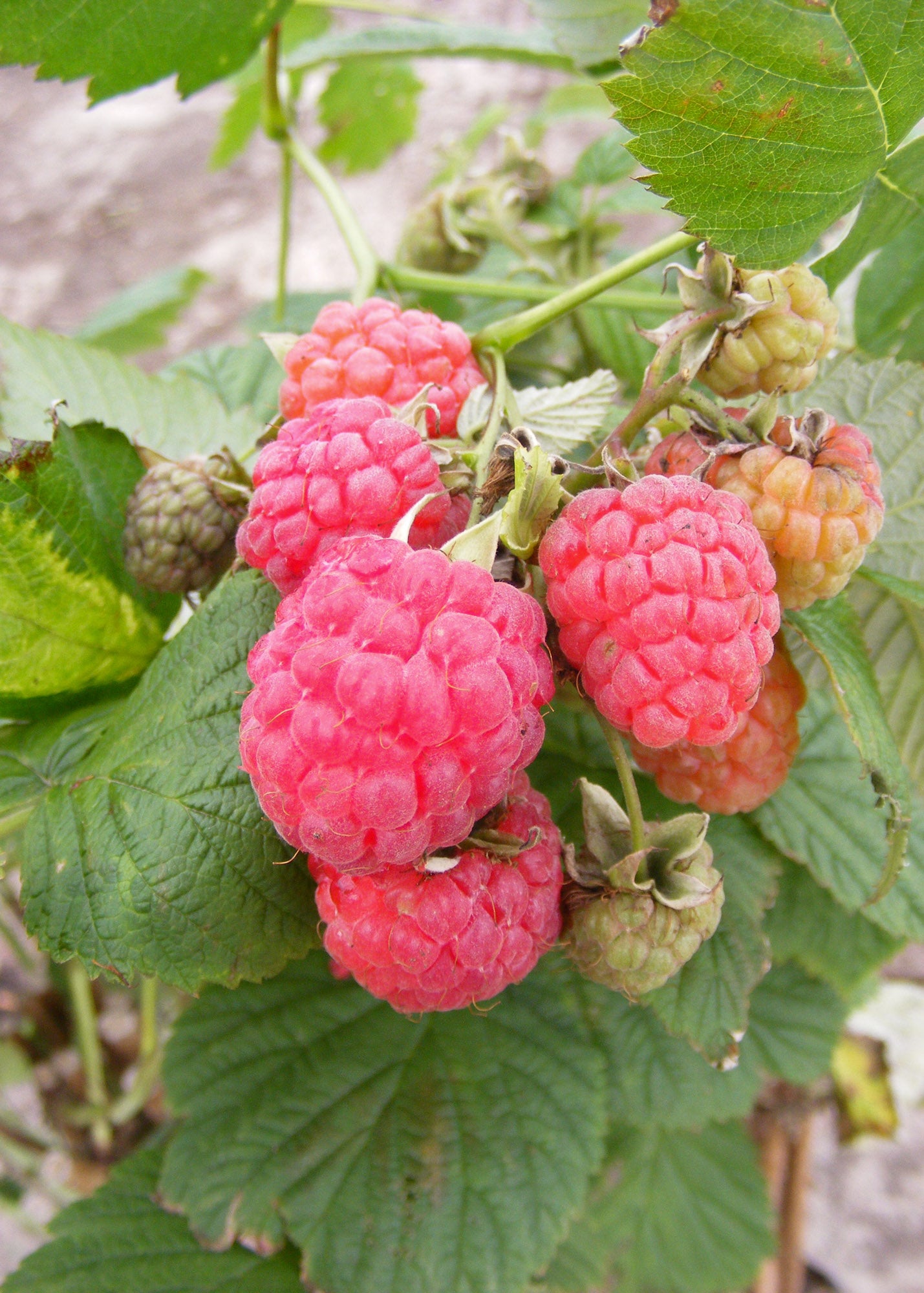 Rubus idaeus (Raspberry) Octavia, five canes