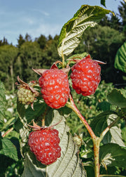 Rubus idaeus Autumn Bliss (Raspberry)