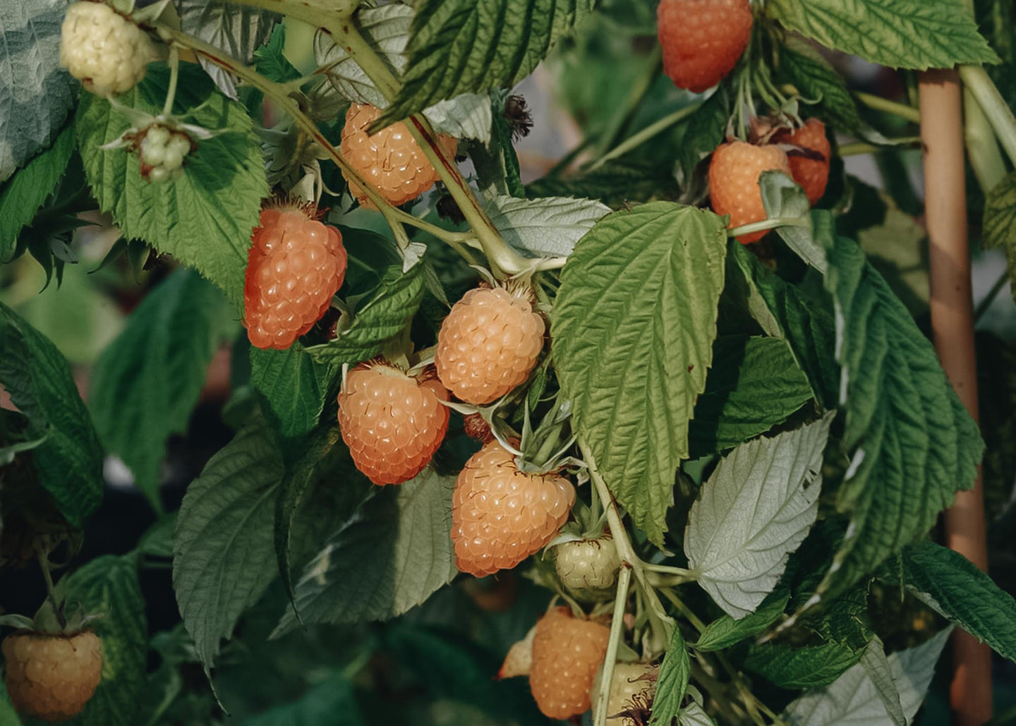 Rubus idaeus Autumn Amber (Raspberry)