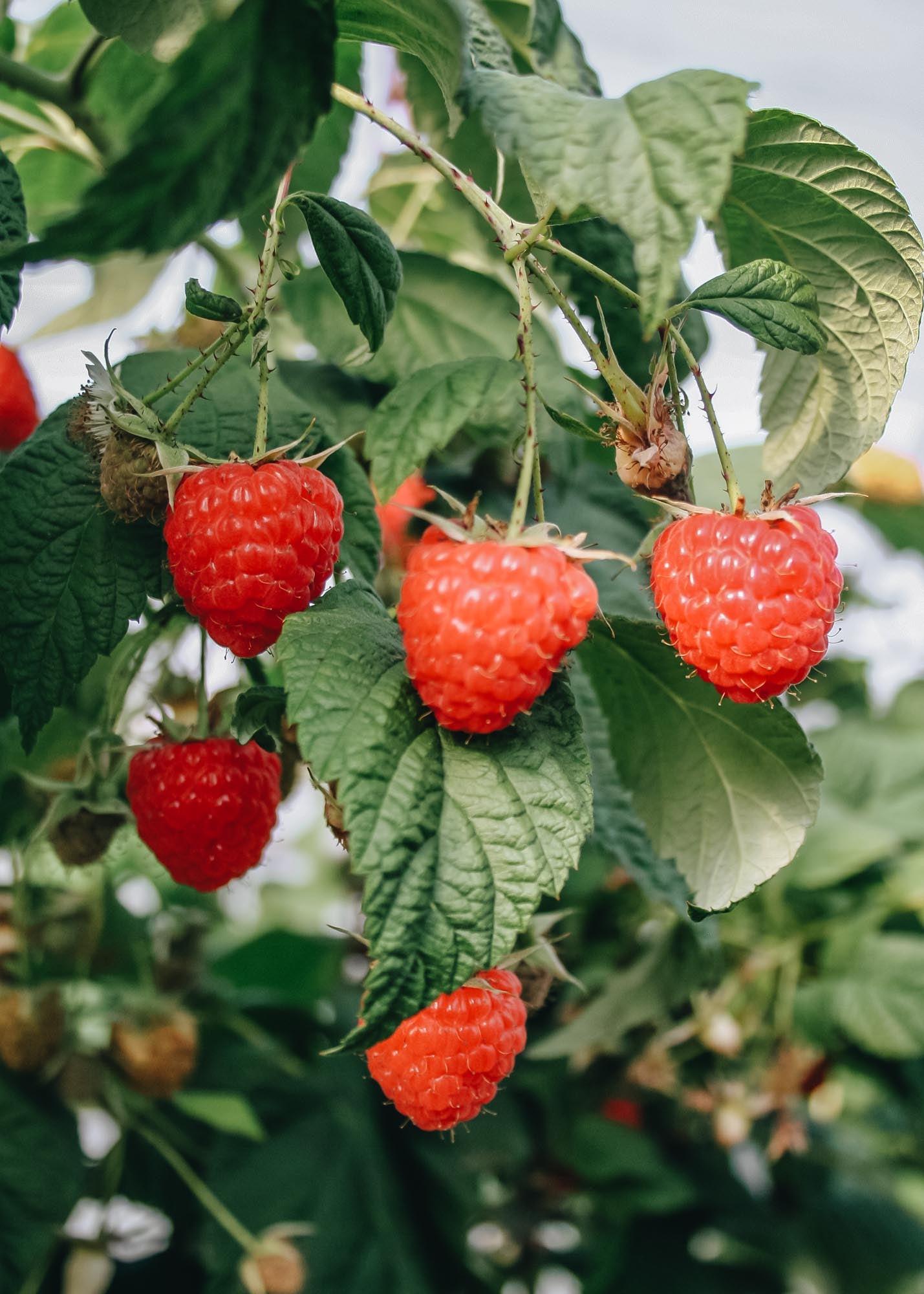 Rubus idaeus Twotimer Sugana (Raspberry)