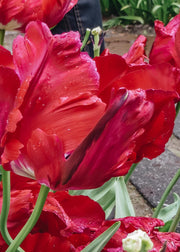 Tulipa Red Madonna Bulbs