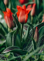 Taylors Bulbs Tulipa Red Riding Hood Bulbs
