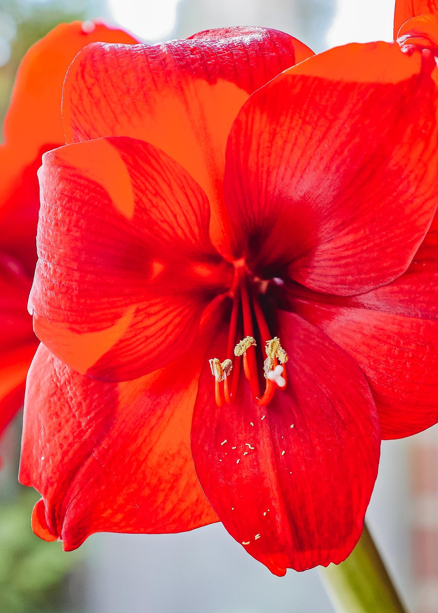 Amaryllis Red Velvet Bulb