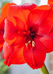 Amaryllis Red Velvet Bulb