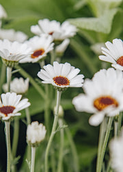 Fibrex Rhodanthemum Casablanca, 2/3L