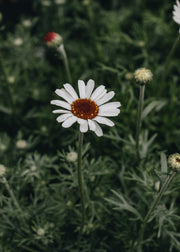 Rhodanthemum Casablanca