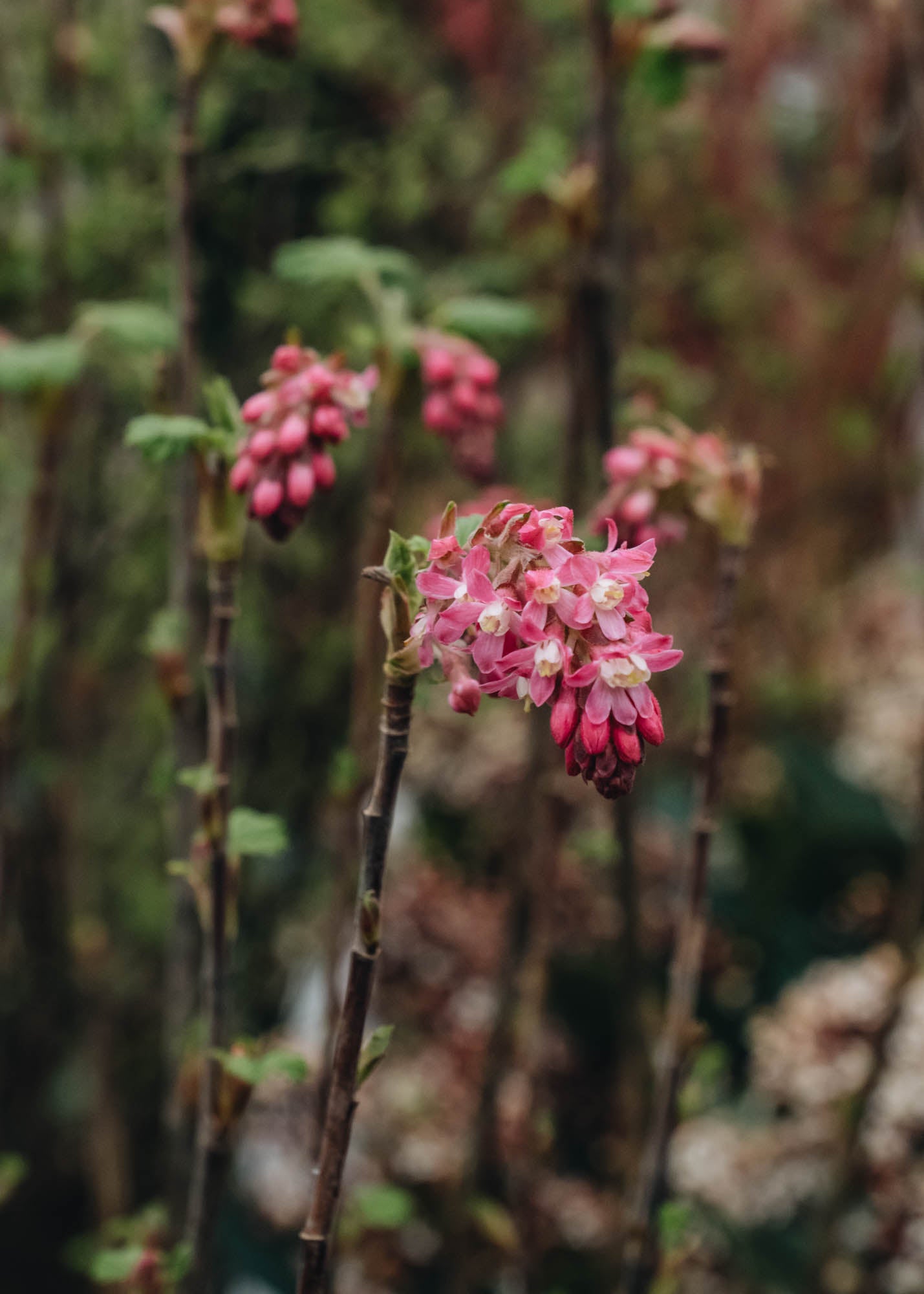 Ribes Ribes sanguineum Amore