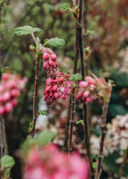 Ribes sanguineum Amore