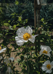 Californian Tree Poppy Romneya coulteri, 5L