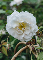 Rosa Adélaïde d'Orléans AGM