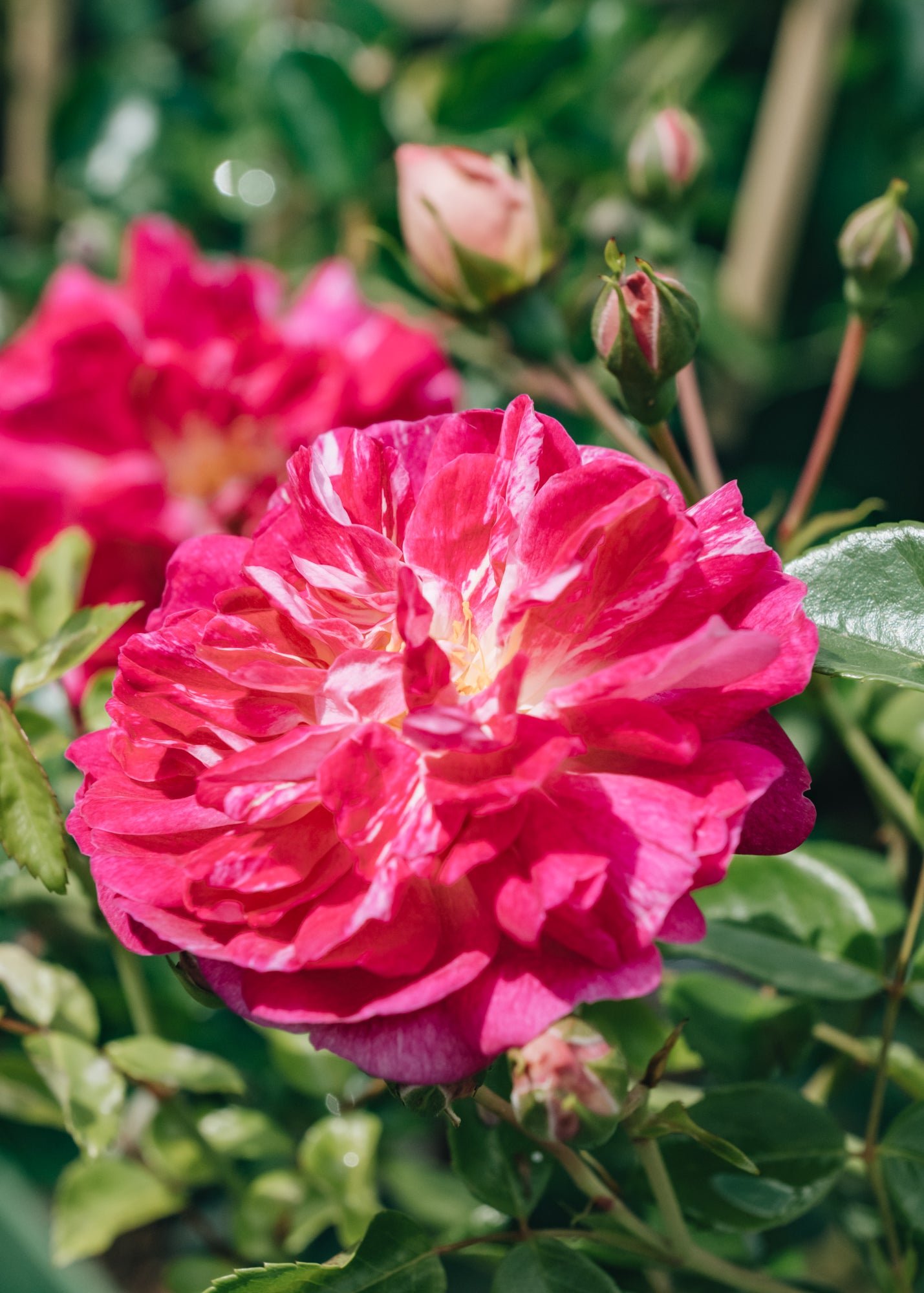 Alexandre Girault AGM Rose | Roses | Burford Garden Co.