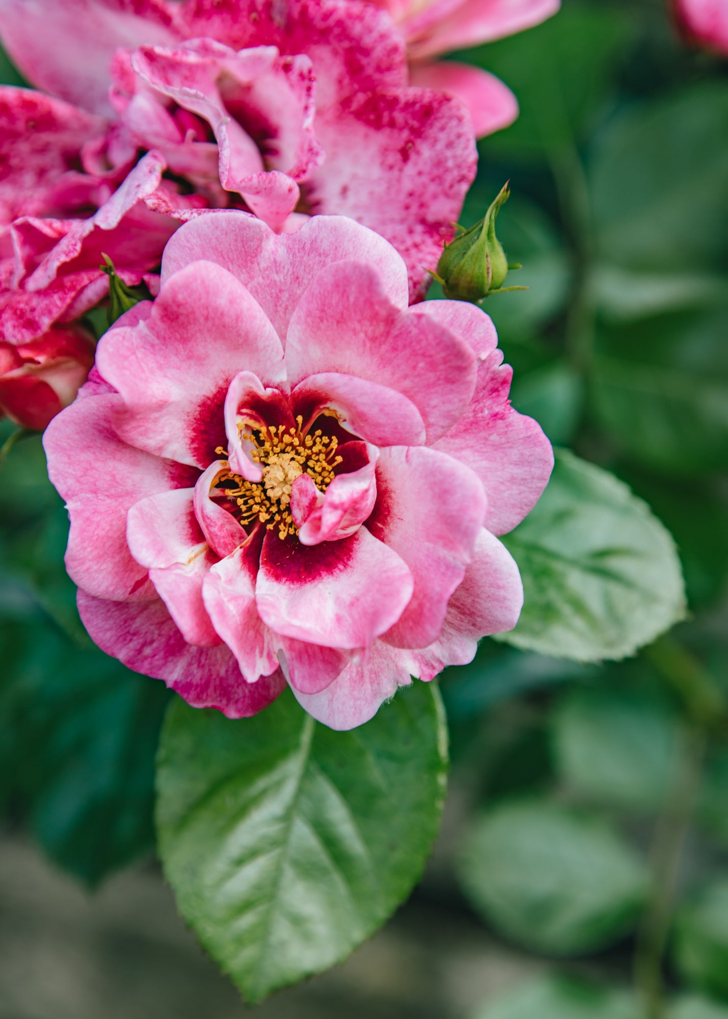 Rosa Angel Eyes, 3L 