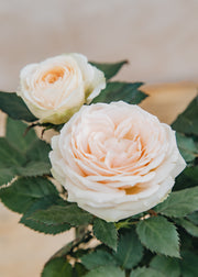 Houseplants Rosa Belami in Rustic Pot