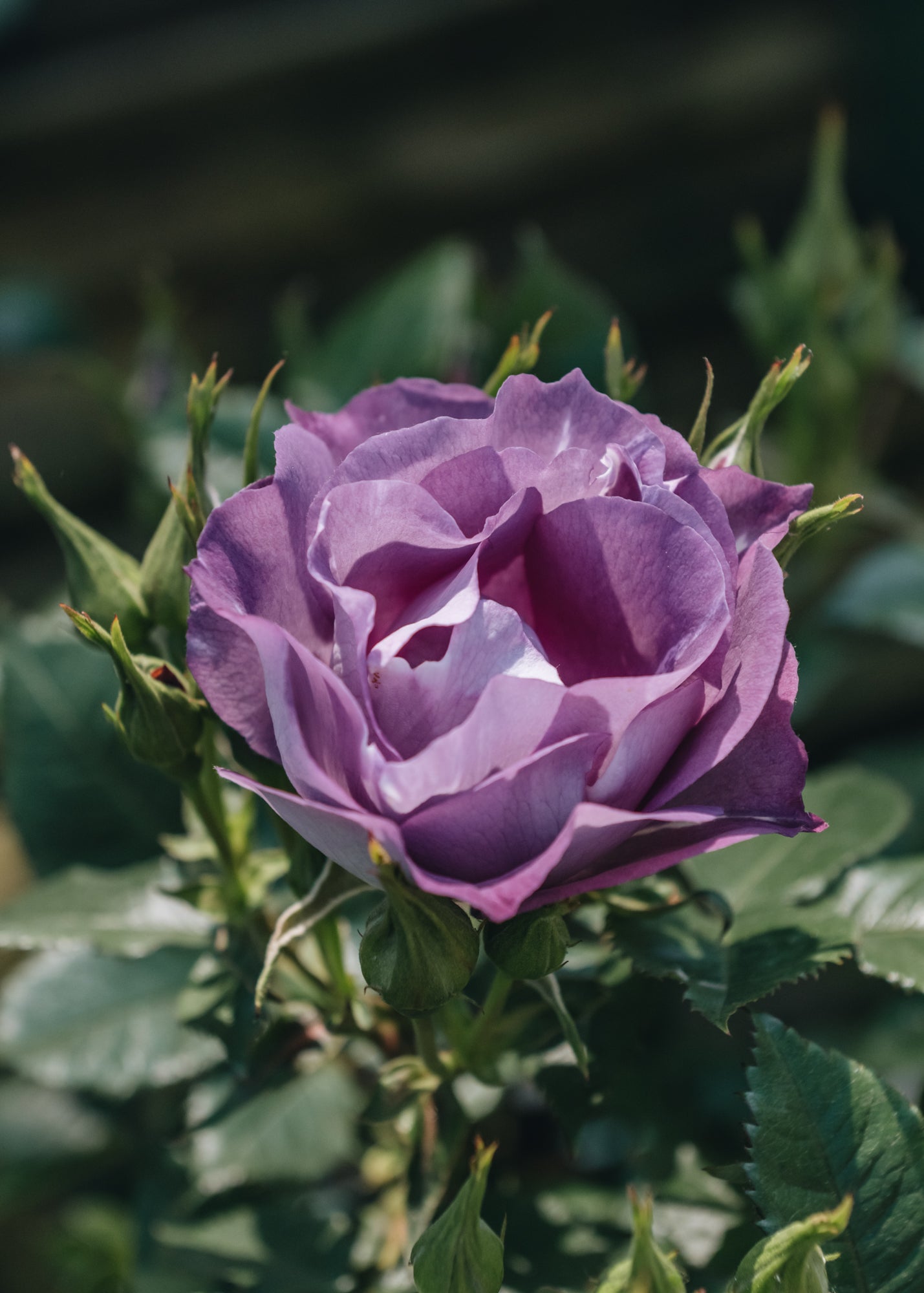 Rosa Blue For You | David Austin Roses | Burford Garden Co.