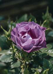 Rosa Blue For You