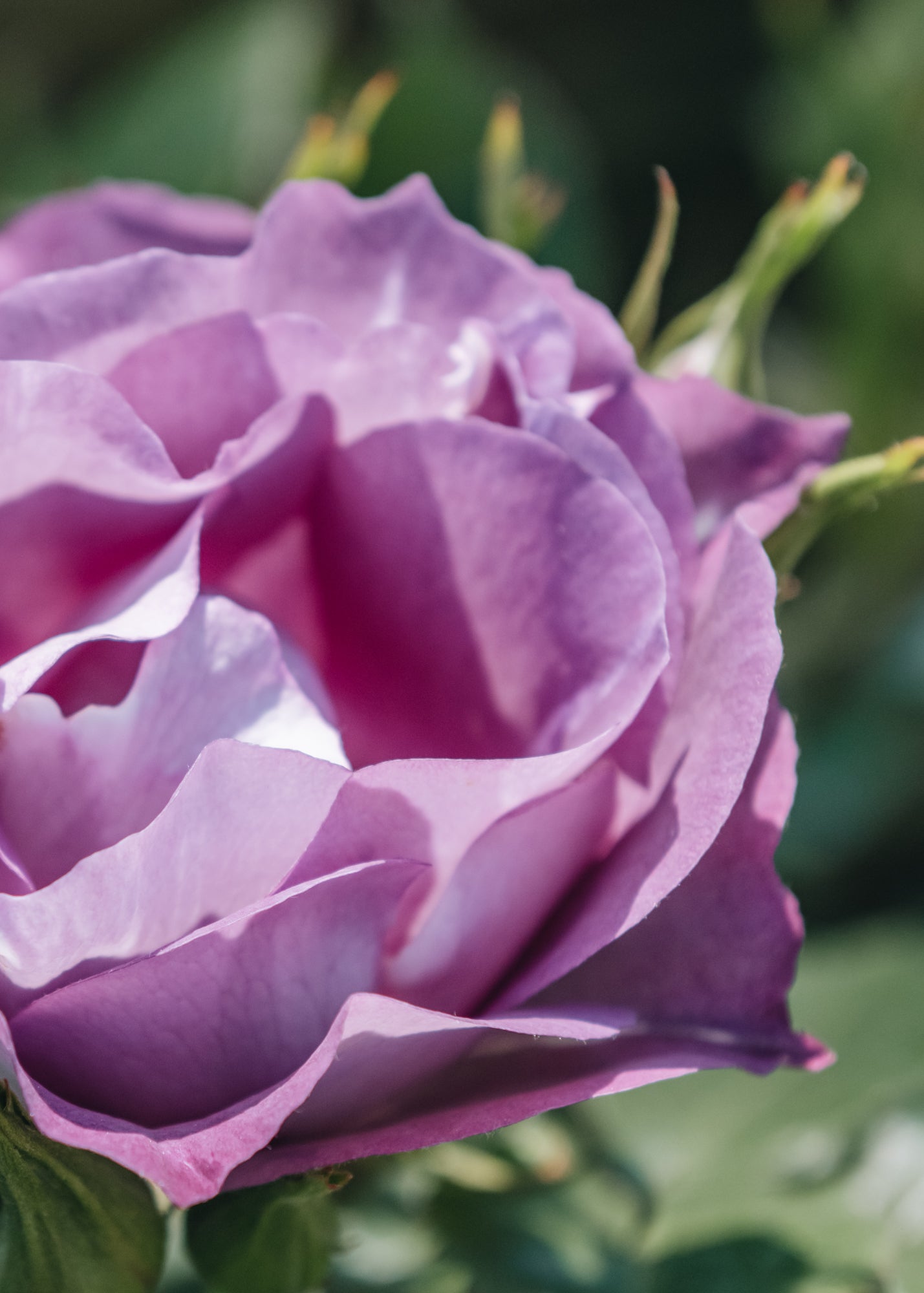 Blue for deals you rose