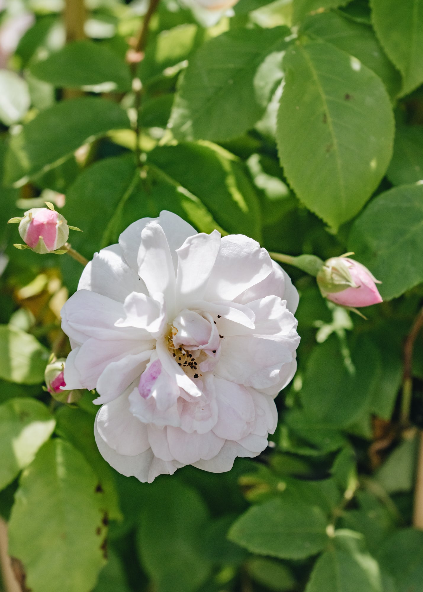 David Austin Roses Rosa Blush Noisette