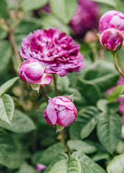 Roses Rosa 'Cardinal de Richelieu', 3L