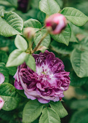 Memento Rosa Cardinal de Richelieu, 3L